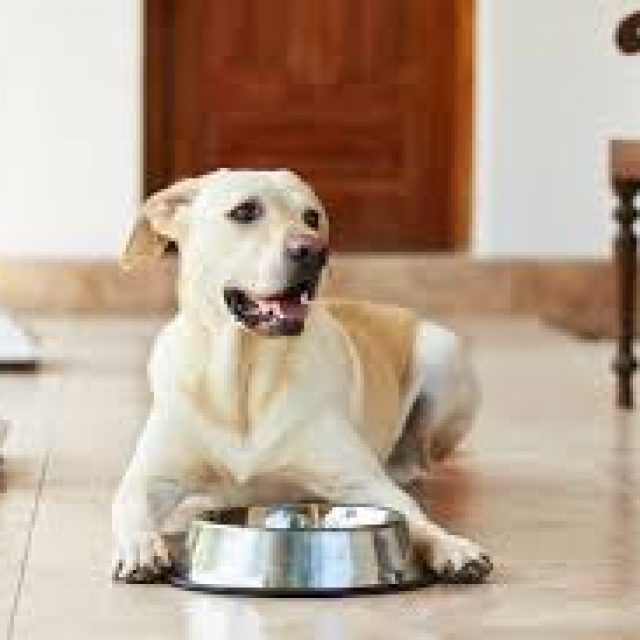 Best Dog nutrition supplements